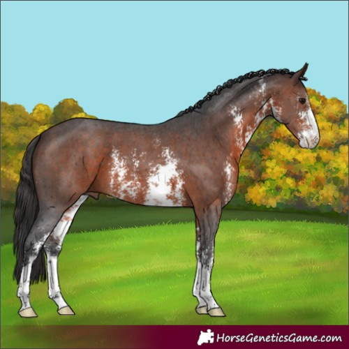 Horse Color:Brown Sabino