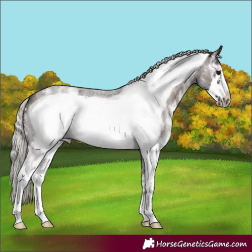 Horse Color:Silver Brown Roan Sabino Frame 