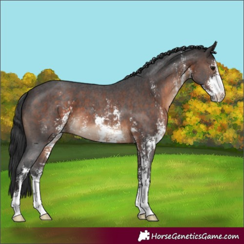 Horse Color:Brown Sabino