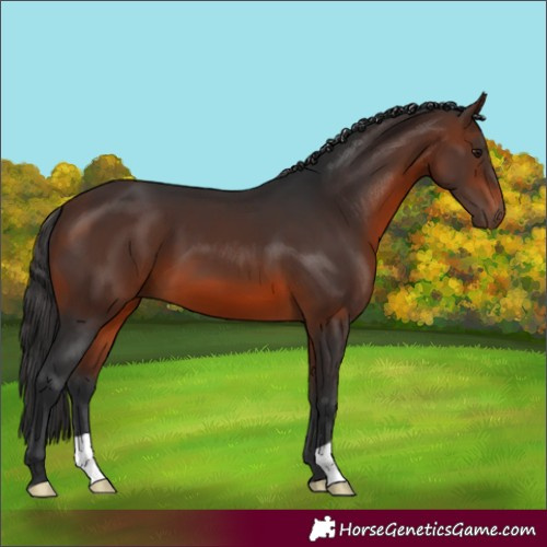 Horse Color:Brown 