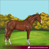 Horse Color:Chestnut 