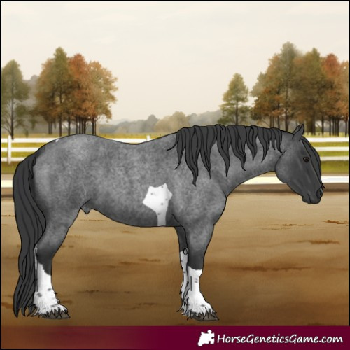 Horse Color:Blue Roan Tobiano 