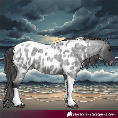 Horse Color:Blue Roan Tobiano Near Leopard 