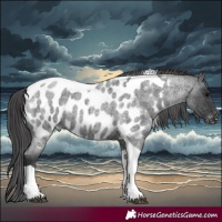 Horse Color:Blue Roan Tobiano Near Leopard 