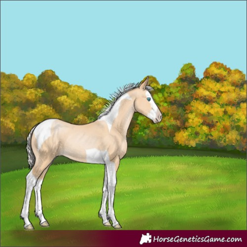Horse Color:Silver Buckskin Pearl Splash Tobiano Rabicano 