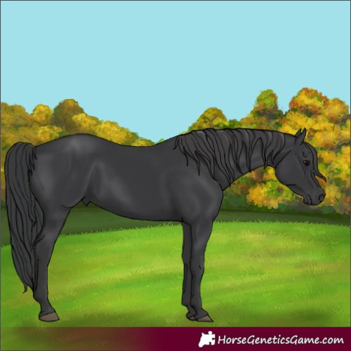 Horse Color:Black 