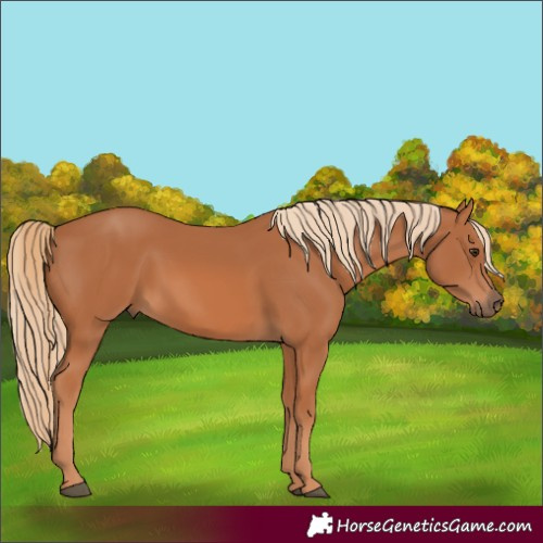 Horse Color:Unknown 