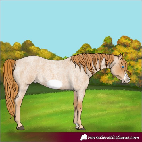 Horse Color:Red Roan Frame 