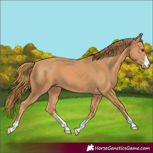 Horse Color:Chestnut 