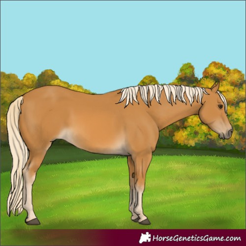 Horse Color:Unknown 