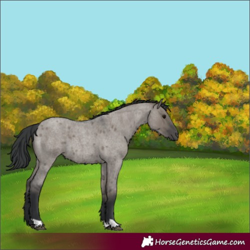 Horse Color:Grullo Roan 