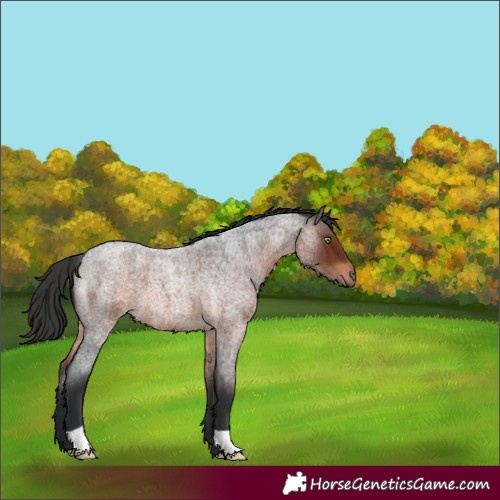 Horse Color:Brown Roan 
