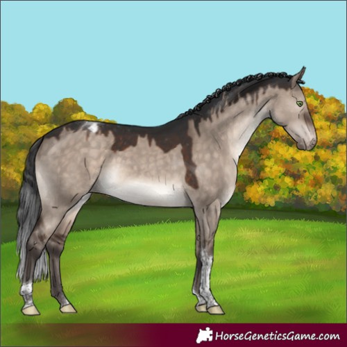 Horse Color:Brown Dun Mushroom Tobiano Appaloosa 