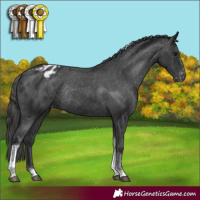 Horse Color:Black Tobiano Appaloosa Rabicano
