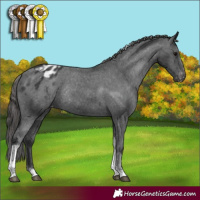 Horse Color:Black Tobiano Varnish Rabicano 