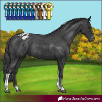 Horse Color:Black Tobiano Varnish Rabicano 