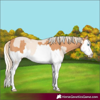 Horse Color:Cremello Splash  and Gray Cremello Splash 