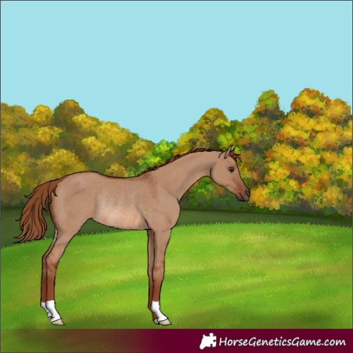 Horse Color:Red Dun Rabicano