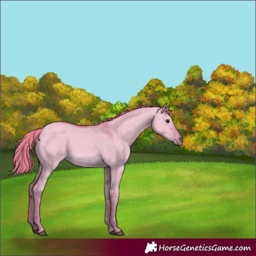 Horse Color:Watercolor Red Dun Rabicano