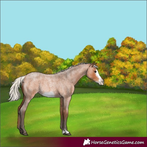 Horse Color:Silver Bay Roan Frame Rabicano