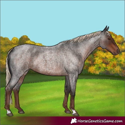 Horse Color:Liver Red Roan 