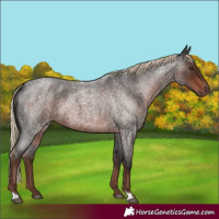 Horse Color:Liver Red Roan 