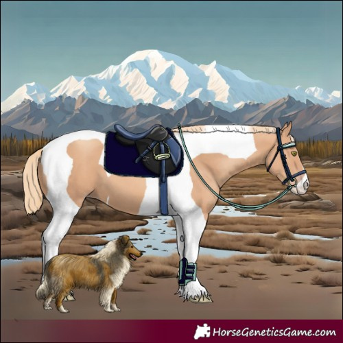 Horse Color:Gold Champagne Tobiano 