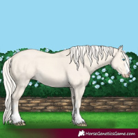 Horse Color:Cremello Dun 