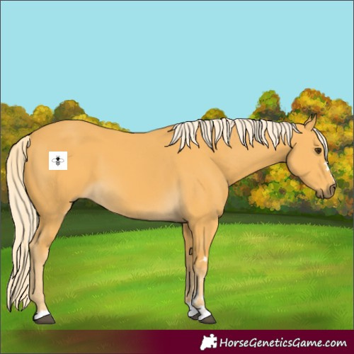 Horse Color:Palomino 