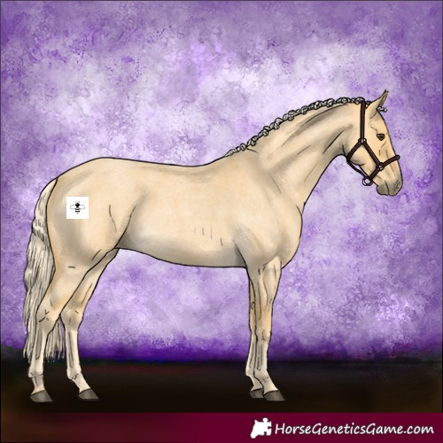 Horse Color:Palomino Roan 