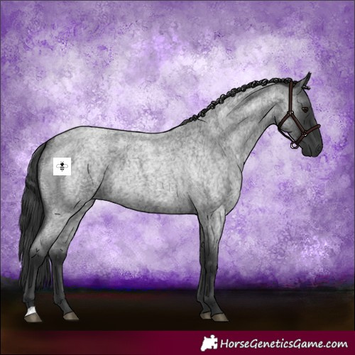 Horse Color:Blue Roan 