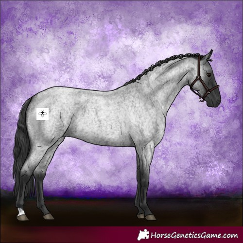 Horse Color:Blue Roan