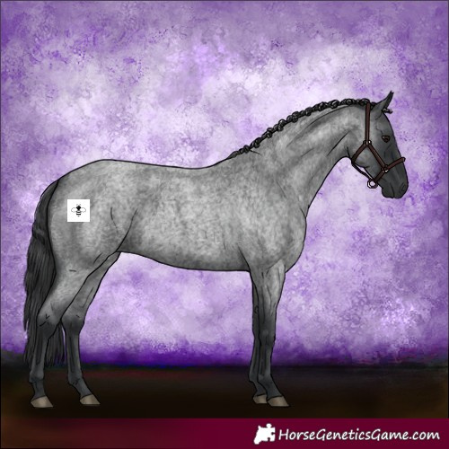 Horse Color:Blue Roan 