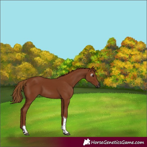 Horse Color:Gray Chestnut Tobiano 