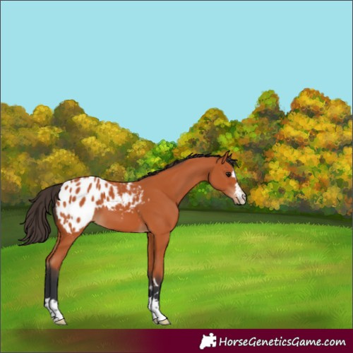 Horse Color:Bay Appaloosa 
