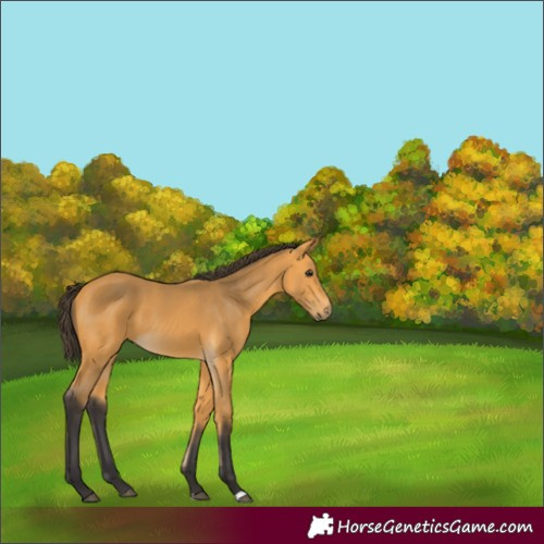 Horse Color:Buckskin