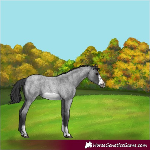 Horse Color:Blue Roan Sabino Frame Rabicano 