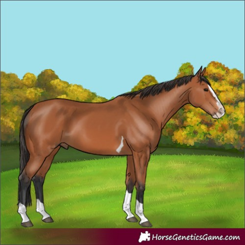 Horse Color:Bay Splash Tobiano