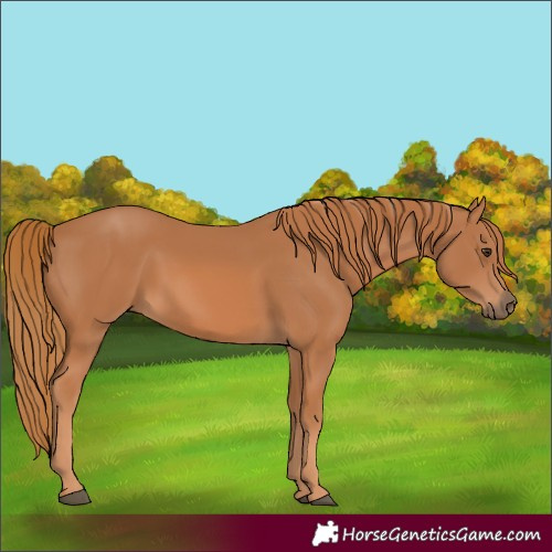 Horse Color:Chestnut 