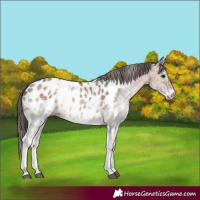 Horse Color:White Spotted Bay Dun Appaloosa
