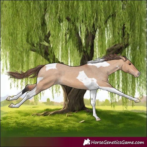 Horse Color:Bay Dun Tobiano Appaloosa 