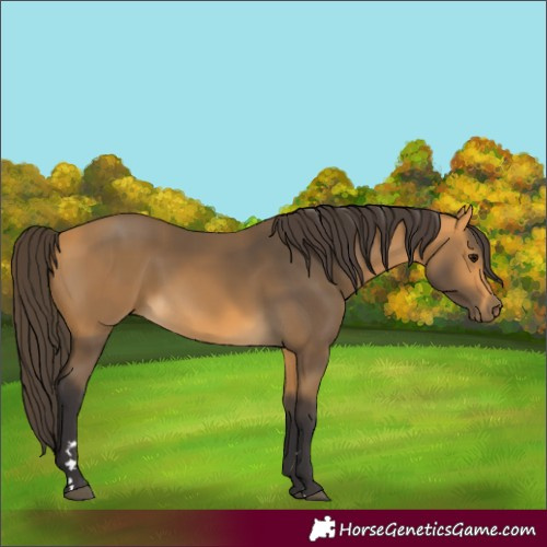 Horse Color:Buckskin 