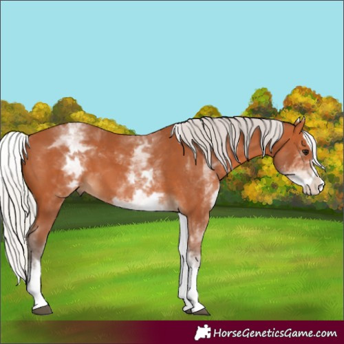 Horse Color:White Spotted Silver Bay Splash
