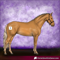 Horse Color:Palomino 