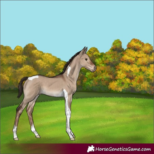 Horse Color:Liver Red Dun Tobiano 