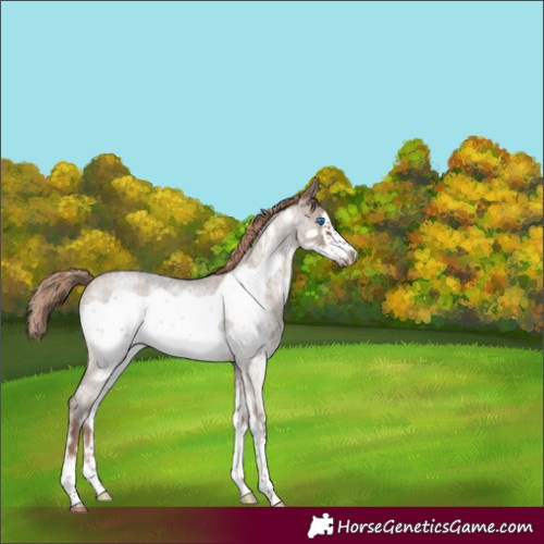 Horse Color:Liver Red Dun Roan Sabino Frame 