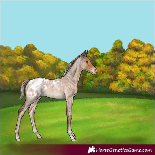 Horse Color:Chocolate Palomino Roan Sabino Blanket 