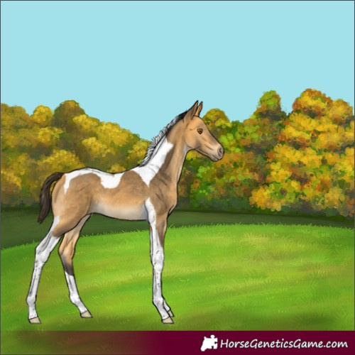 Horse Color:Buckskin Tobiano 