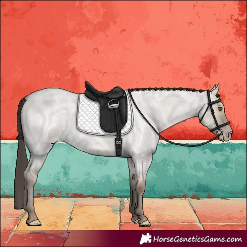 Horse Color:Classic Champagne Roan Dun 