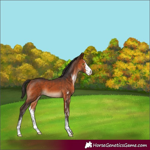 Horse Color:Bay Sabino 